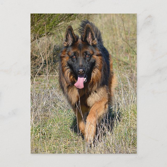 Carte postale blanche de chien chiot berger allema (Devant)
