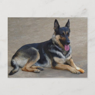 Carte postale blanche de chien chiot berger allema