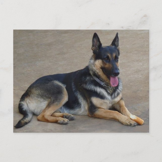 Carte postale blanche de chien chiot berger allema (Devant)