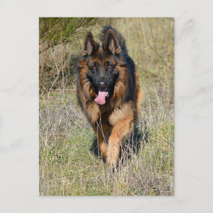 Carte postale blanche de chien chiot berger allema