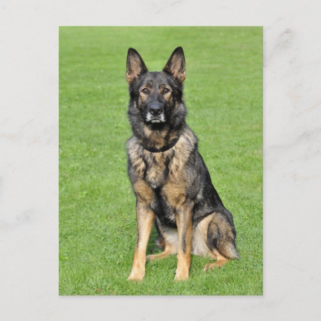 Carte postale blanche de chien chiot berger allema (Devant)