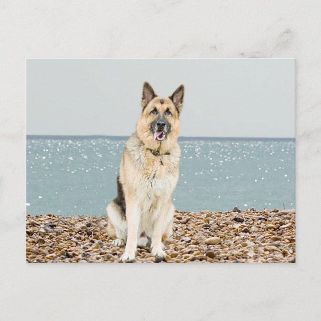 Carte postale blanche de chien chiot berger allema (Devant)