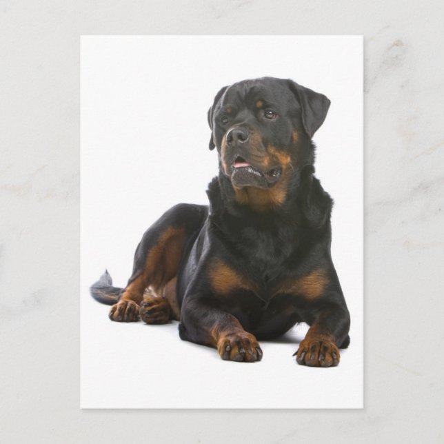 Carte postale blanche de chien chiot Rottweiler (Devant)