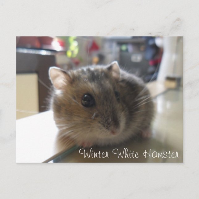 Carte postale blanche de hamster d'hiver (Devant)