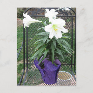 Carte postale blanche de lis de Pâques