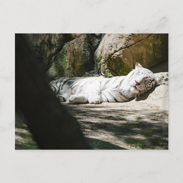 Carte postale blanche de tigre (Devant)