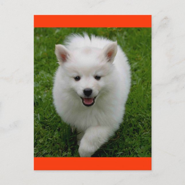 Carte postale blanche Eskimie Eskie Chien Chien Ch (Devant)