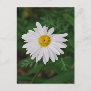 Carte postale blanche Fleur sauvage