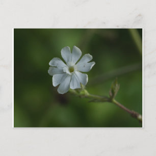 Carte postale blanche Fleur sauvage Campion Floral