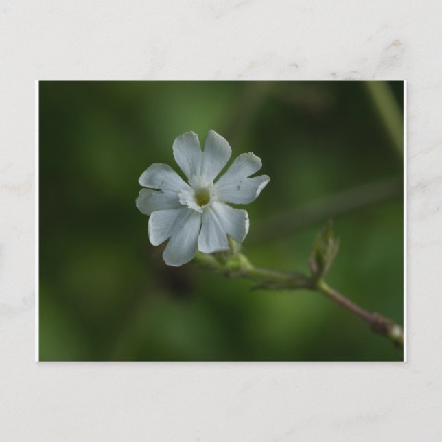 Carte postale blanche Fleur sauvage Campion Floral (Devant)