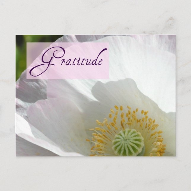 Carte postale blanche Islande Poppy (Devant)