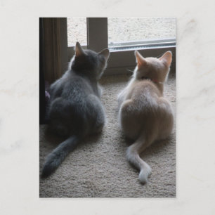 Carte postale blanche Jasper et Kaylee Kitten