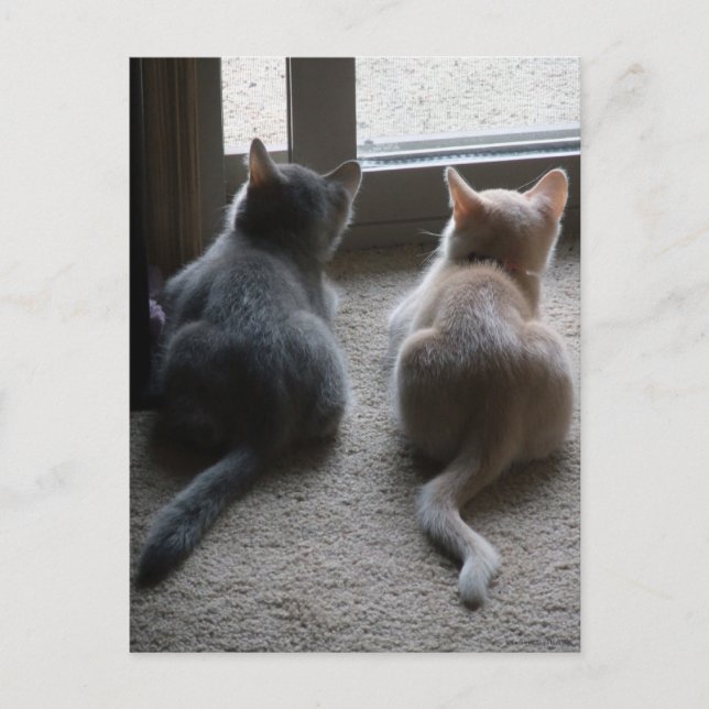 Carte postale blanche Jasper et Kaylee Kitten (Devant)