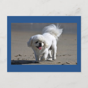 Carte postale blanche Pekingese Chien Chien Chien