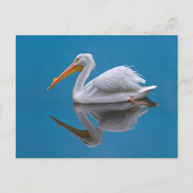 Carte postale blanche Pélican (Devant)