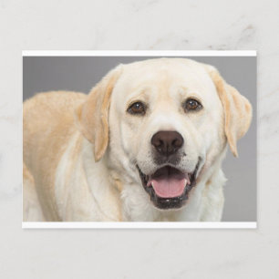 Carte postale blanche pour Chien à chiot du Labrad