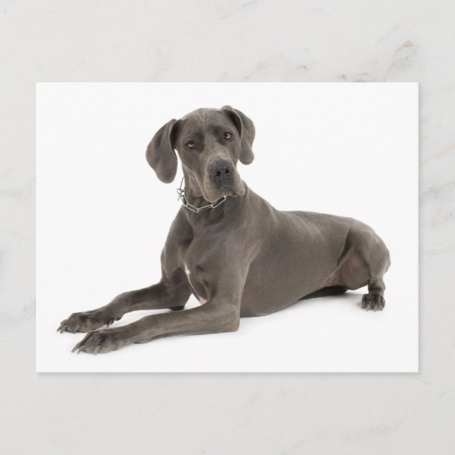 Carte postale blanche pour Chien Chien à Chien à D (Devant)