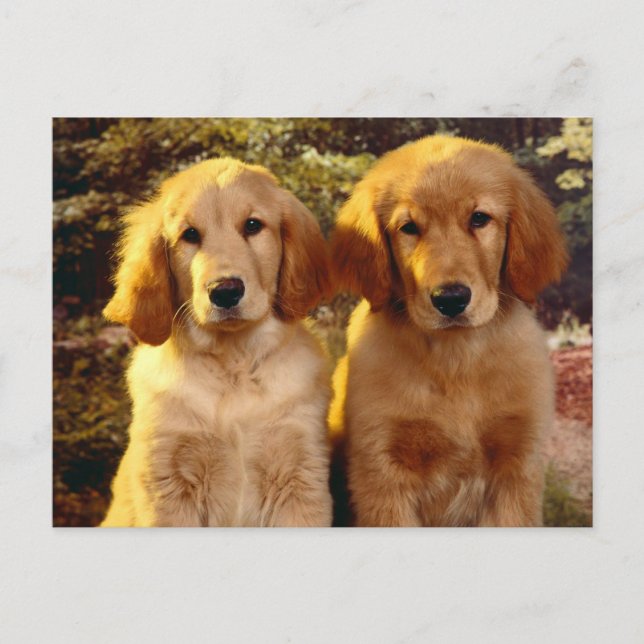 Carte postale blanche pour Chien Chien Chien Chien (Devant)