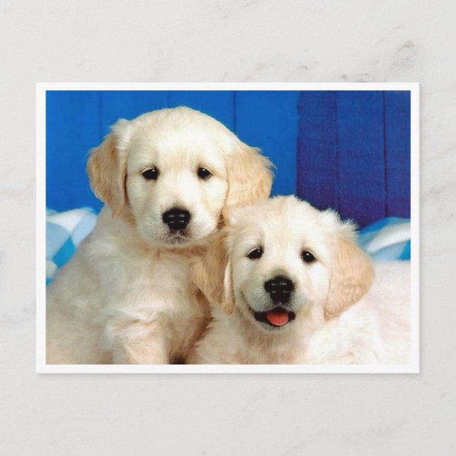 Carte postale blanche pour Chien Chien Chien Chien (Devant)