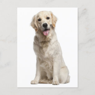 Carte postale blanche pour Chien Chien Chien Chien