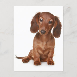 Carte postale blanche pour Chien Chien Chien Chien