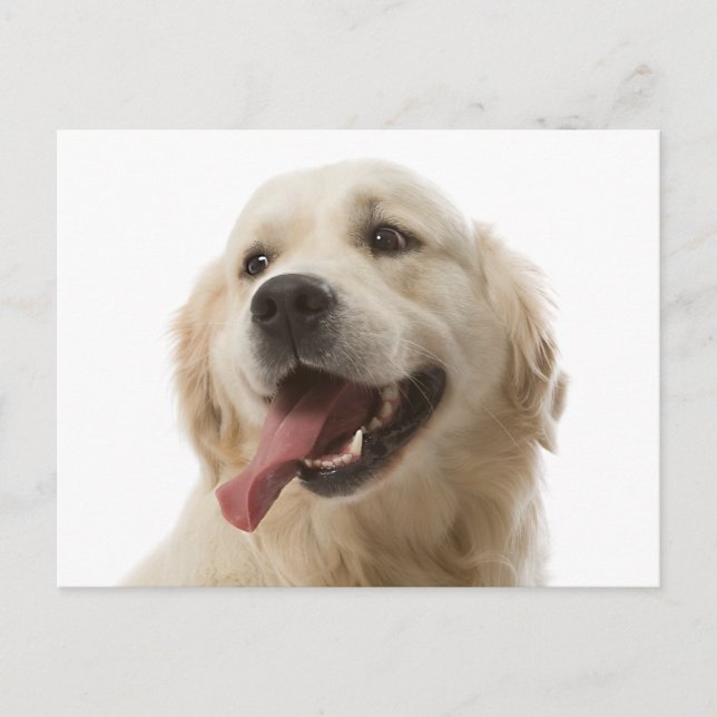 Carte postale blanche pour Chien Chien Chien Chien (Devant)