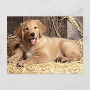 Carte postale blanche pour Chien Chien Chien Chien
