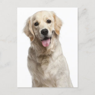 Carte postale blanche pour Chien Chien Chien Chien