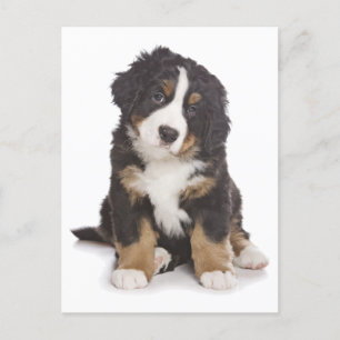 Carte postale blanche pour Chien Montagne de Bernè