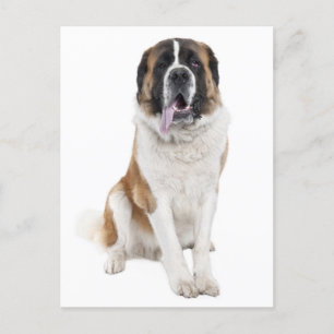 Carte postale blanche Saint Bernard Chien Chien Ch