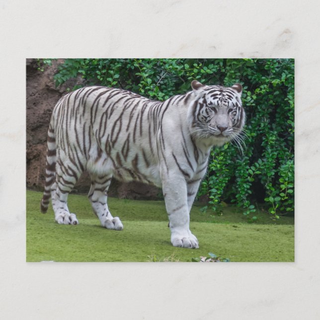 Carte postale blanche tiger vue de près (Devant)