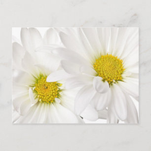 Carte Postale Blancs - Modèle Fleur de marguerite Customisé