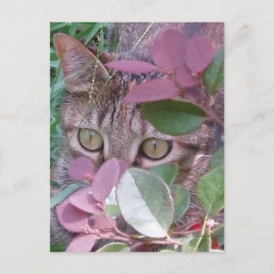 Carte postale Blaze Cat Eyes