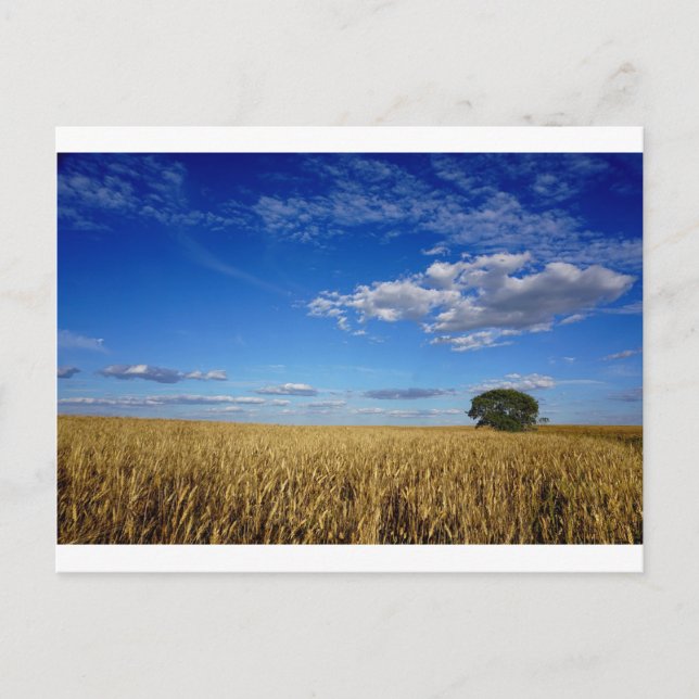Carte Postale Blé des Prairies et ciel (Devant)