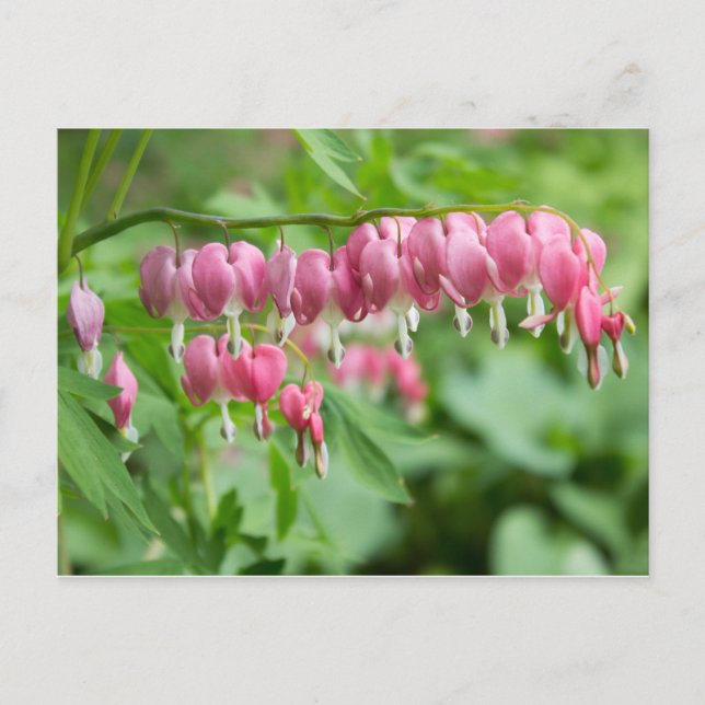 Carte Postale Bleeding Heart Photo (Devant)
