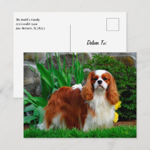 Carte Postale Blenheim Cavalier King Charles Spaniel Chien Chien
