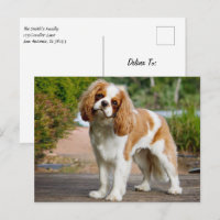 Blenheim Cavalier King Charles Spaniel Chien Chien