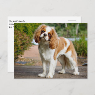 Carte Postale Blenheim Cavalier King Charles Spaniel Chien Chien