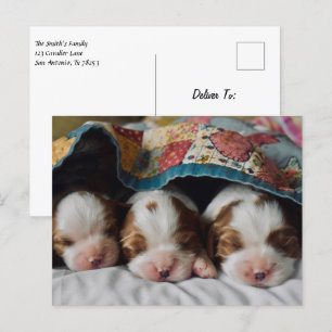 Carte Postale Blenheim Cavalier King Charles Spaniel Puppies