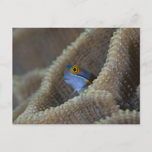 Carte Postale Blenny fish Blenniidae) qui se met à l'aise (Devant)