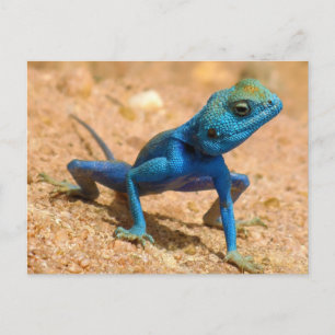 Carte Postale Bleu Agama Sinaita Lizard