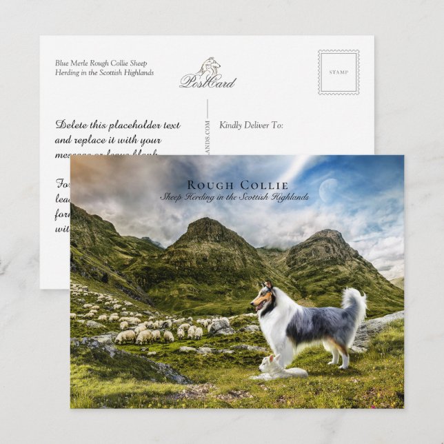 Carte Postale Bleu berger Merle Rough Collie - Collectif (Devant / Derrière)