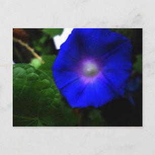 Carte Postale Bleu brillant matin photo