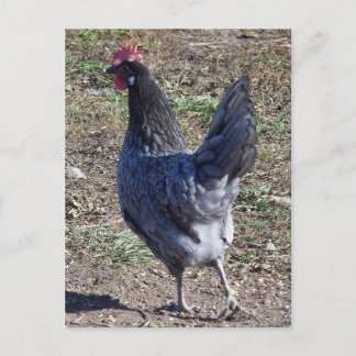 Carte Postale Bleu Cheeky Andalou Hen