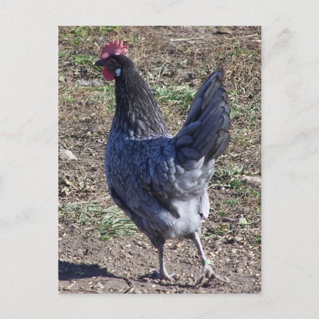 Carte Postale Bleu Cheeky Andalou Hen (Devant)