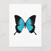 Bleu clair et noir Papillon Couleurs originales