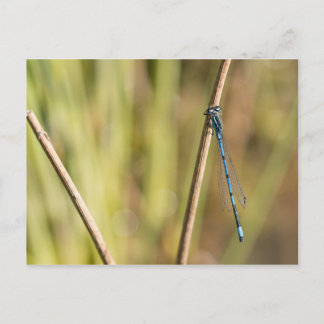 Carte Postale Bleu commun