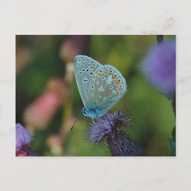 Carte postale Bleu commun papillon (Devant)