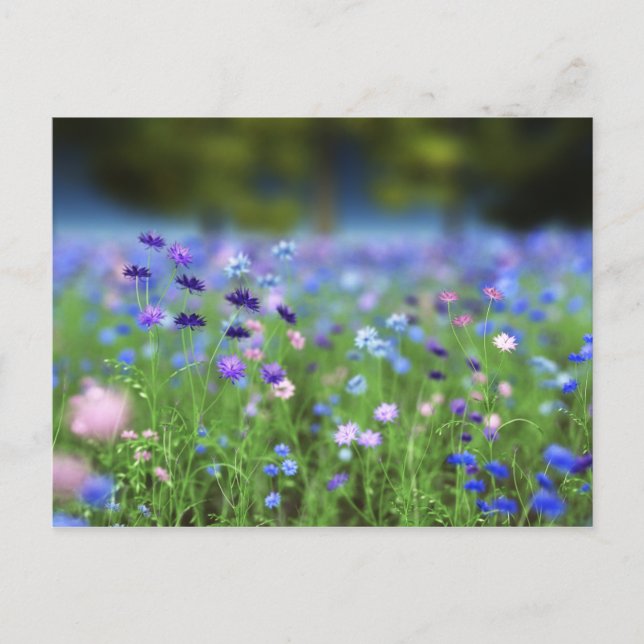 Carte postale bleu Cornflower (Devant)