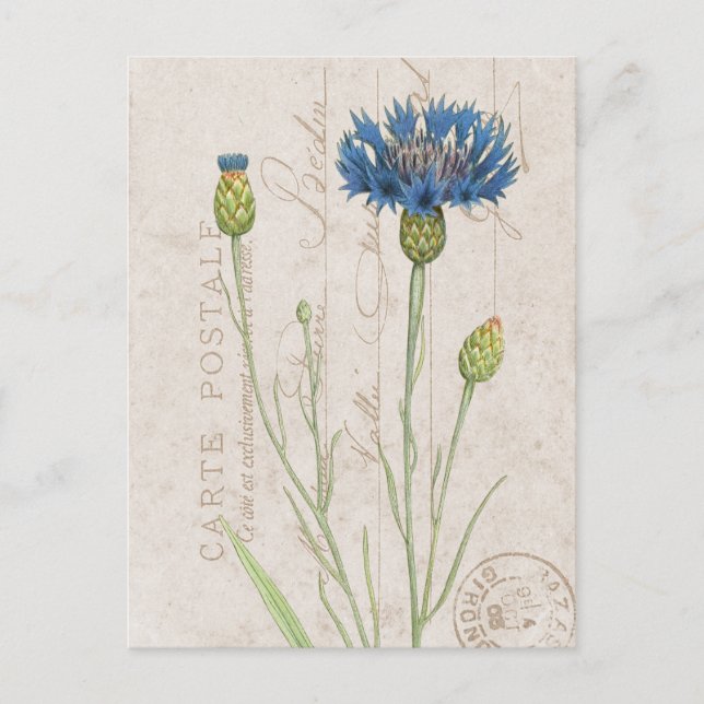 Carte Postale Bleu Cornflower Floral Français (Devant)
